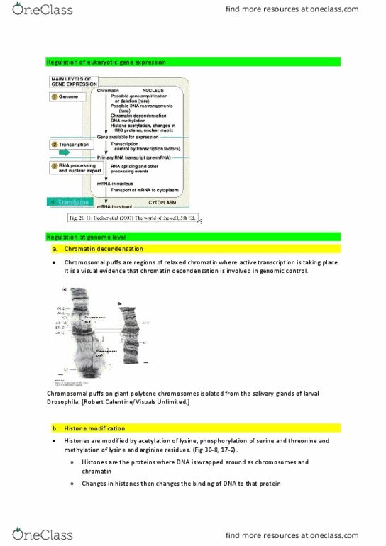 BIO282 Lecture Notes - Lecture 18: Response Element, Dephosphorylation, Antitermination thumbnail