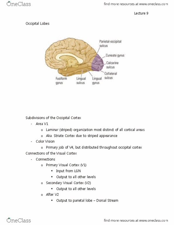 PSYB65H3 Lecture Notes - Occipital Lobe, Posterior Parietal Cortex, Superior Temporal Sulcus thumbnail
