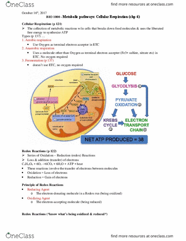 BIOL 1000 Chapter Notes - Chapter 14: Dont, Cytosol, Atp Synthase thumbnail