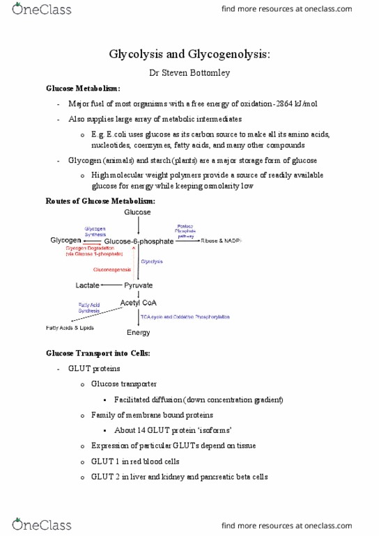 BCCB2000 Lecture Notes - Lecture 16: Phosphoglucomutase, Glucokinase Regulatory Protein, Glucokinase thumbnail