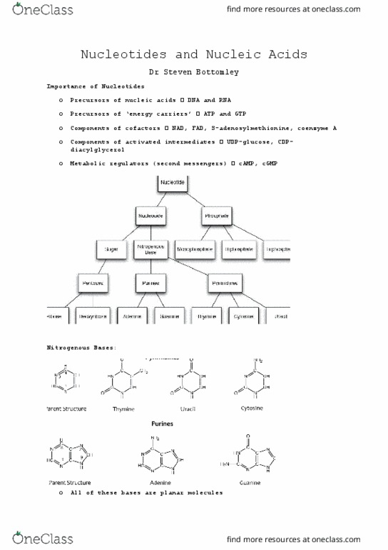 BCCB2000 Lecture Notes - Lecture 12: Non-Coding Rna, Purine, Small Nuclear Rna thumbnail