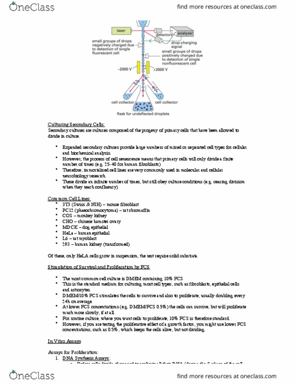 HTHSCI 1DT3 Lecture Notes - Lecture 7: Apoptosis, B Cell, Paraformaldehyde thumbnail