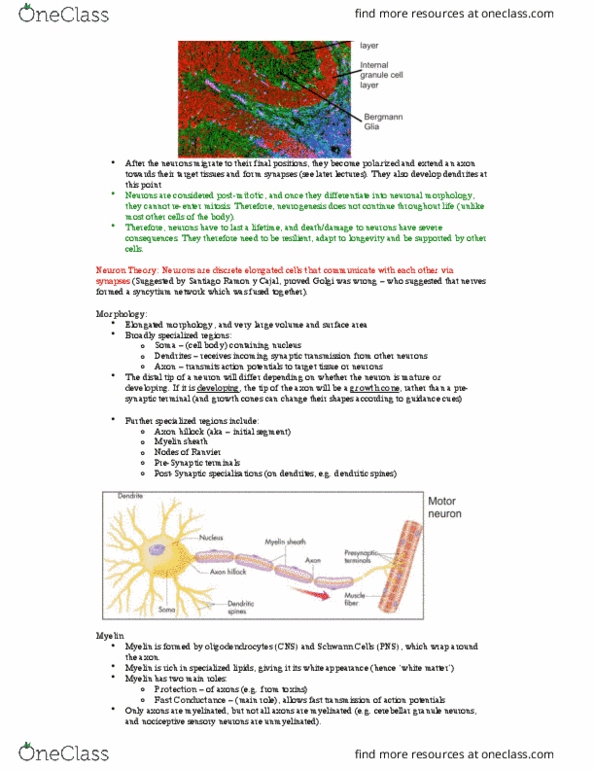 HTHSCI 1DT3 Lecture Notes - Lecture 6: Olfactory Ensheathing Glia, Endothelium, Capillary thumbnail