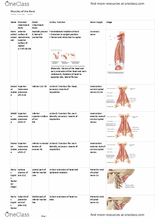 HUMB1002 Lecture Notes - Lecture 10: Gluteus Maximus Muscle, Sacrum, Spinal Canal thumbnail