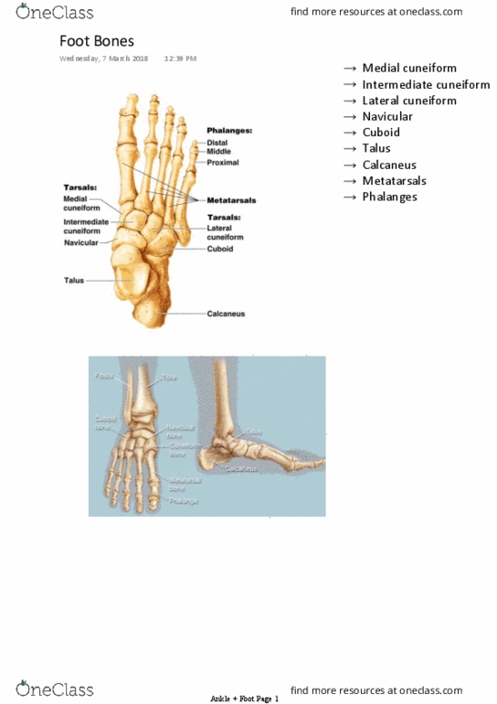 HUMB1002 Lecture Notes - Lecture 4: Calcaneofibular Ligament, Anterior Talofibular Ligament, Tibial Nerve thumbnail