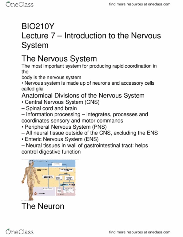 BIO210Y5 Lecture Notes - Lecture 1: Central Nervous System, Peripheral Nervous System, Spinal Cord thumbnail