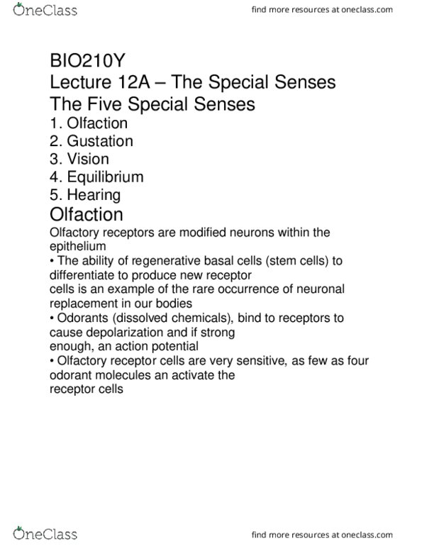 BIO210Y5 Lecture Notes - Lecture 10: Sclera, Retina, Olfactory Receptor thumbnail