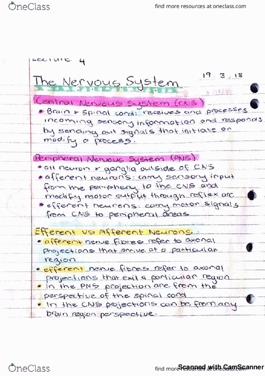 PMC2000 Lecture 4: nervous system thumbnail