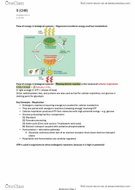 BIO203H5 Lecture Notes - Lecture 9: Endergonic Reaction, Oxidative Phosphorylation, Exergonic Reaction thumbnail