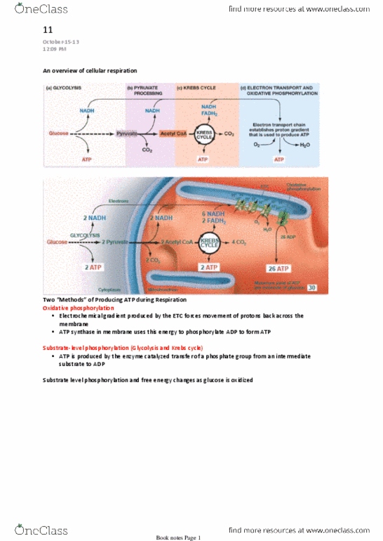 BIO203H5 Lecture Notes - Lecture 11: Pyruvate Dehydrogenase, Acetyl-Coa, Oxidative Phosphorylation thumbnail