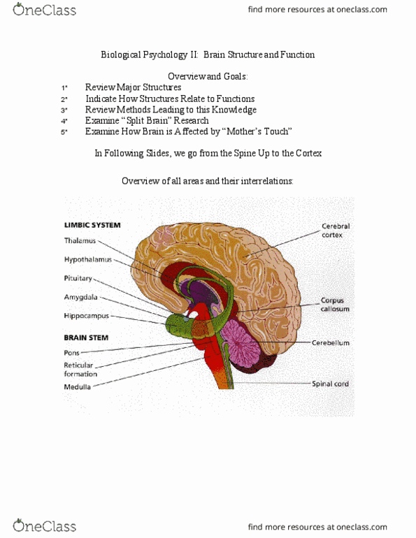 PSYCH 202 Lecture Notes - Lecture 1: Sympathetic Nervous System, Autonomic Nervous System, Parietal Lobe thumbnail