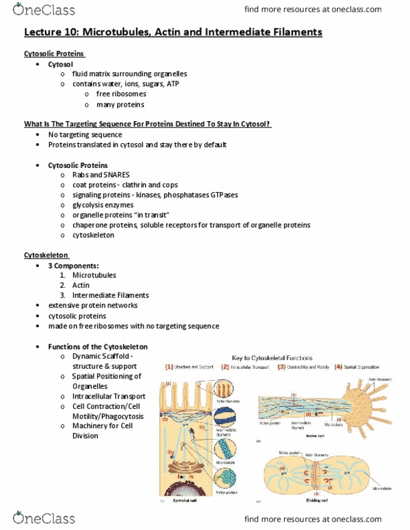 BIOB10H3 Lecture Notes - Lecture 10: Tight Junction, Microfilament, Immunoglobulin Heavy Chain thumbnail