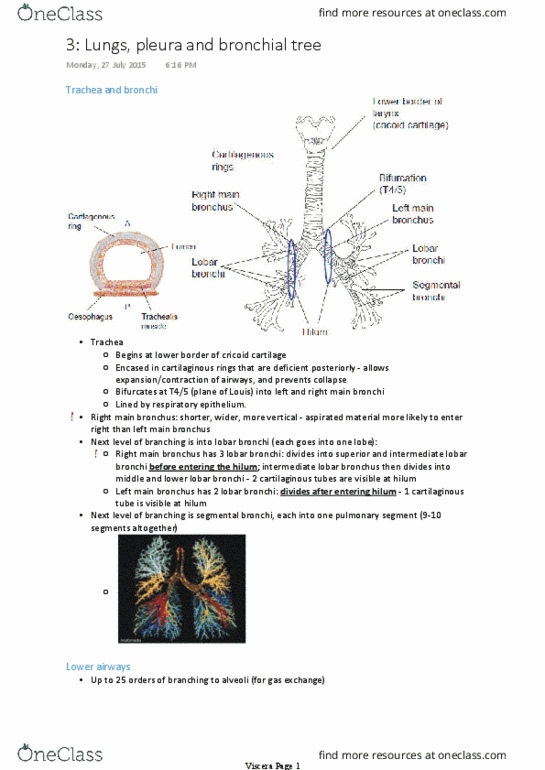 ANAT30008 Lecture Notes - Lecture 3: Thoracic Inlet, Vagus Nerve, Pulmonary Artery thumbnail