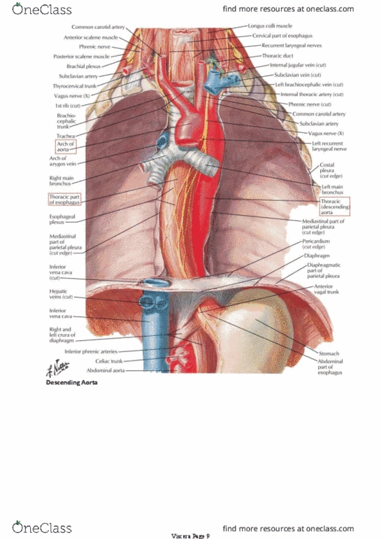 thoracic duct netter