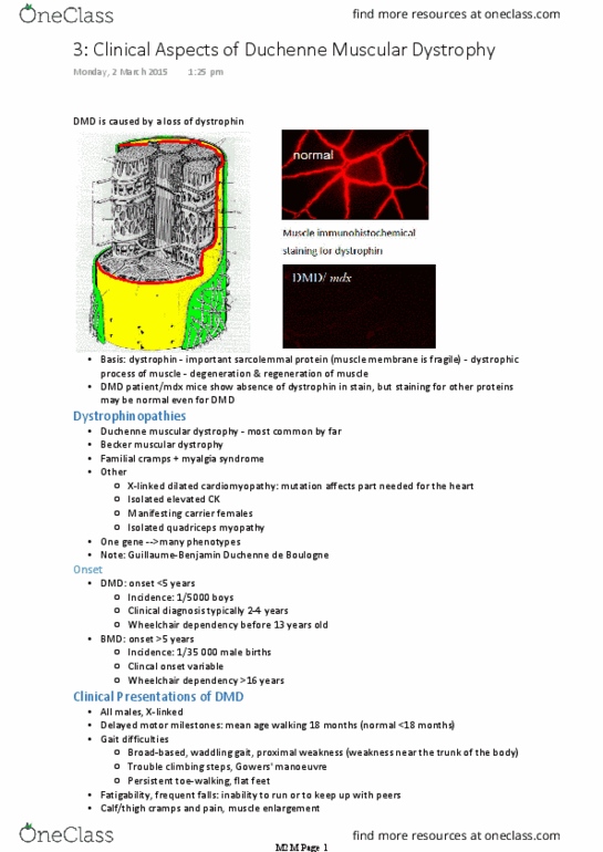 BIOM30002 Lecture Notes - Lecture 3: Dilated Cardiomyopathy, Extraocular Muscles, Hypothyroidism thumbnail