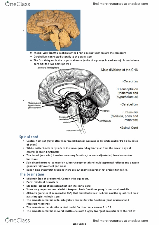 BIOM20002 Lecture Notes - Lecture 3: Frontal Lobe, Meninges, Occipital Lobe thumbnail