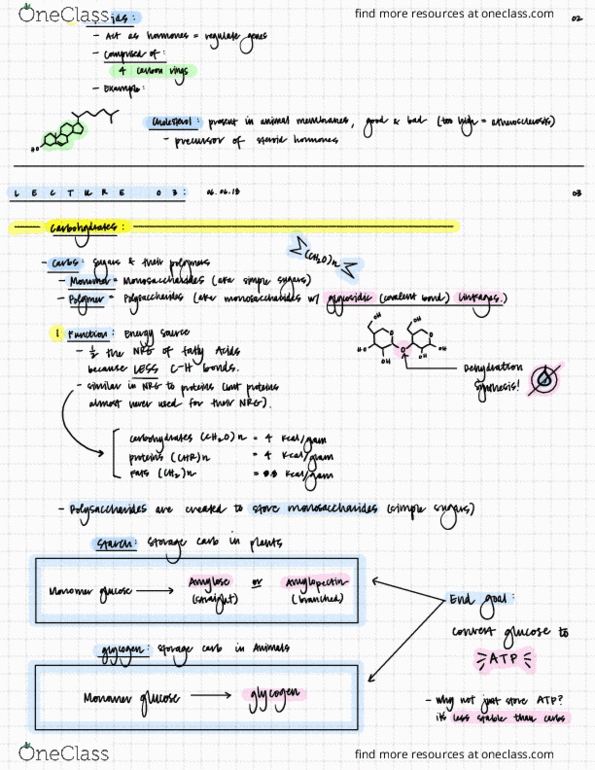 EBIO 1210 Lecture Notes - Lecture 3: Polynucleotide, Keratin, Hemoglobin thumbnail