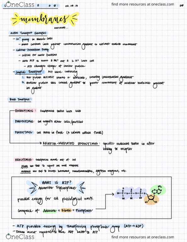 EBIO 1210 Lecture Notes - Lecture 5: Malaria, Adenosine, Ribose thumbnail