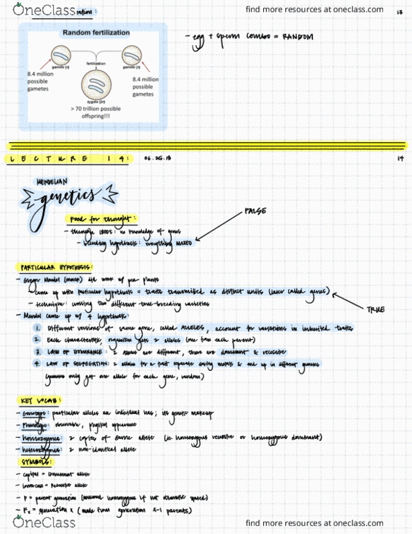 EBIO 1210 Lecture Notes - Lecture 14: Antirrhinum, R V R, Dingbat thumbnail