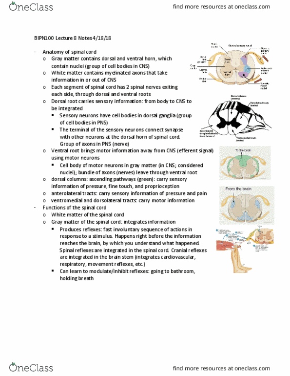 BIPN 100 Lecture Notes - Lecture 8: Somatic Nervous System, Collagen, Tendon Reflex thumbnail