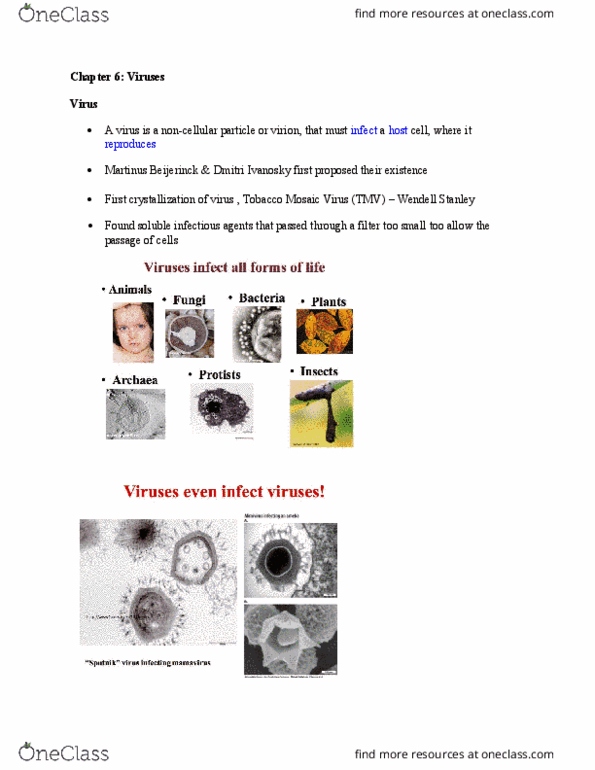 MICR 2420 Lecture Notes - Lecture 6: Martinus Beijerinck, Tobacco Mosaic Virus, Wendell Meredith Stanley thumbnail