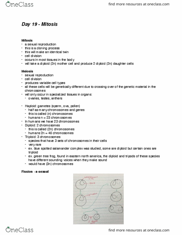 BIOL-1506EL Lecture Notes - Lecture 19: Telophase, Karyotype, Metaphase thumbnail