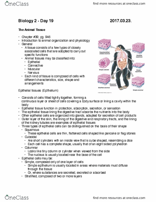 BIOL-1507EL Lecture Notes - Lecture 19: Cellular Respiration, Chondrocyte, Loose Connective Tissue thumbnail