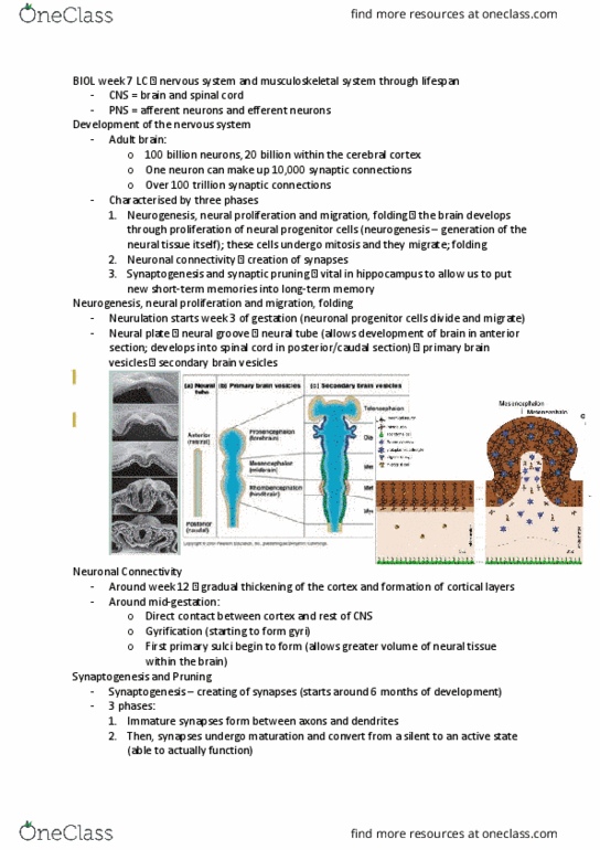 BIOL125 Lecture Notes - Lecture 7: Schwann Cell, Synovial Membrane, Antibody thumbnail