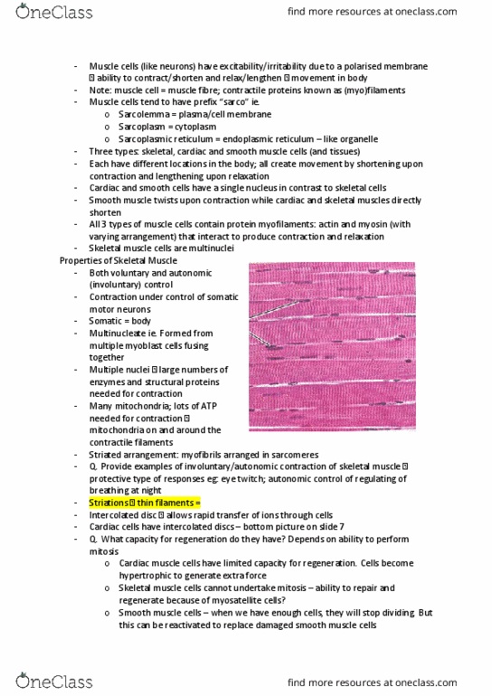 BIOL125 Lecture Notes - Lecture 5: Endomysium, Ultimate Tensile Strength, Epimysium thumbnail