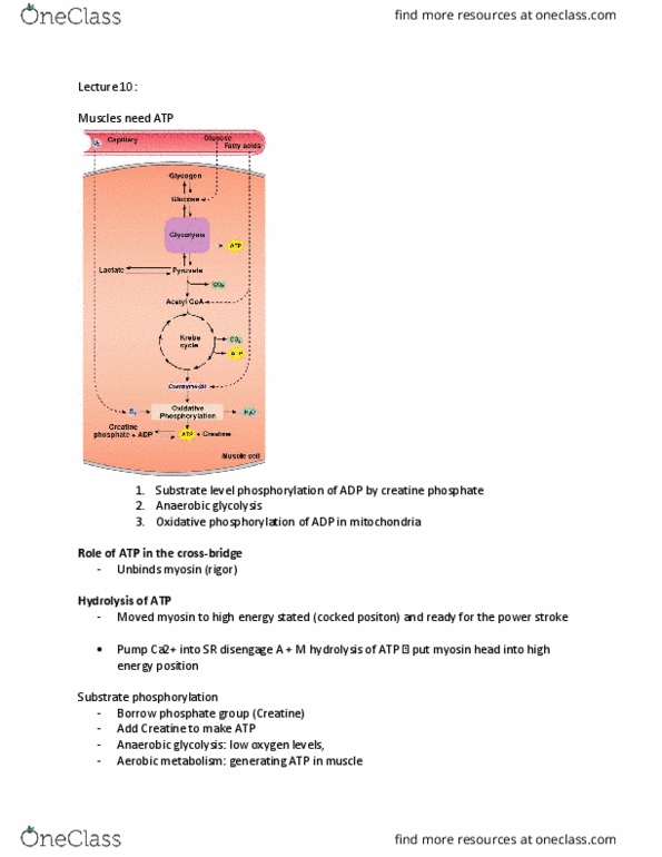 KP222 Lecture Notes - Lecture 10: Incubation Period, Myoglobin, Myofibril thumbnail