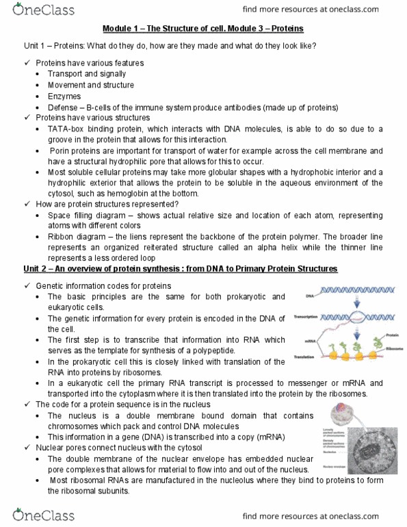 BIOLOGY 1A03 Lecture 3: Theme 1 Module 3 (pdf) thumbnail