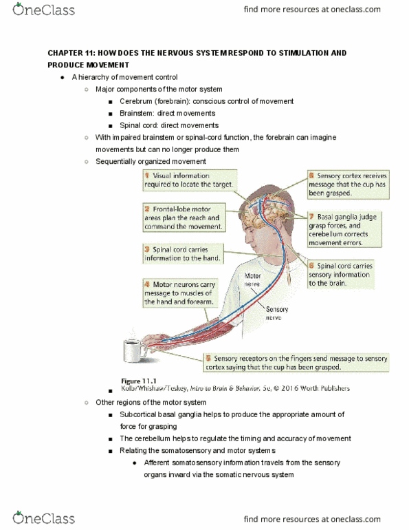 NEUR 2600 Lecture Notes - Lecture 11: Tegmentum, Cerebellum, Error Detection And Correction thumbnail