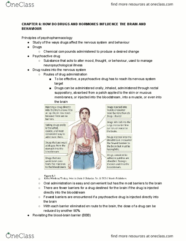 NEUR 2600 Lecture Notes - Lecture 6: Mescaline, Procaine, Cerebral Circulation thumbnail