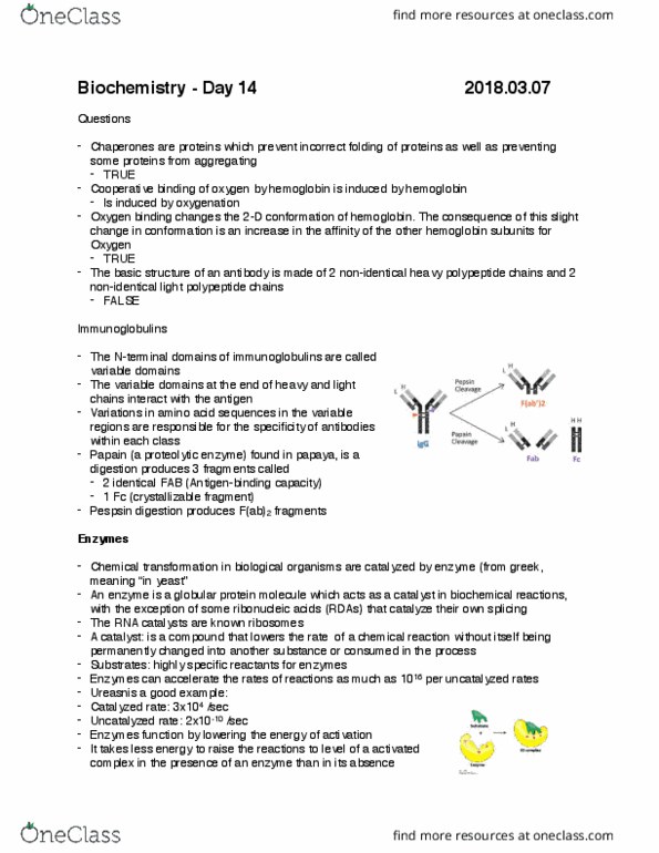 CHMI-2227EL Lecture Notes - Lecture 14: Glutamine Synthetase, Epimerase And Racemase, Sucrase thumbnail