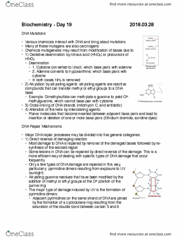 CHMI-2227EL Lecture Notes - Lecture 19: Phosphodiesterase, Endonuclease, Ribonucleotide thumbnail