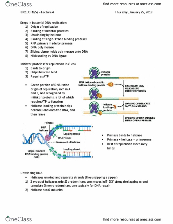 BIO130H1 Lecture Notes - Lecture 4: Okazaki Fragments, Exonuclease, Dna Clamp thumbnail