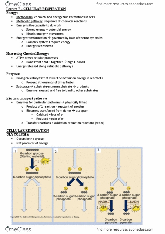 BIOL10004 Lecture Notes - Lecture 7: Phosphocreatine, Chemiosmosis, Glycerol thumbnail