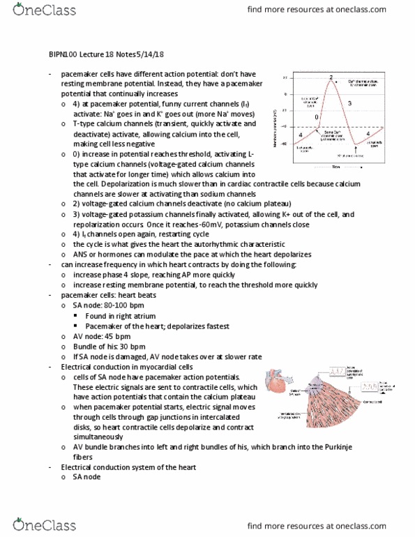 BIPN 100 Lecture Notes - Lecture 18: Impedance Matching, Resting Potential, Pacemaker Potential thumbnail