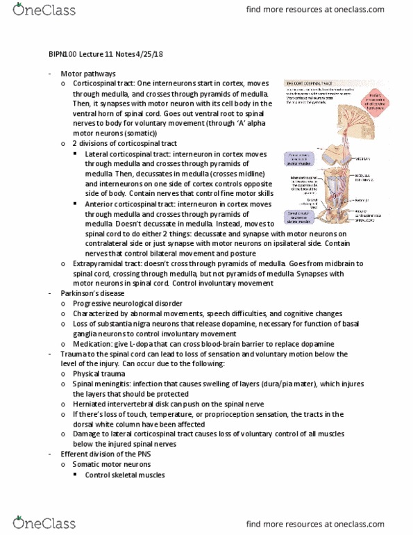 BIPN 100 Lecture Notes - Lecture 11: Cardiac Muscle, Hypothalamus, Adrenergic Receptor thumbnail