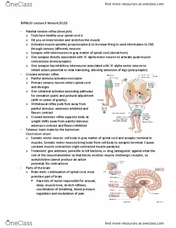 BIPN 100 Lecture Notes - Lecture 9: White Matter, Skeletal Muscle, Ataxia thumbnail
