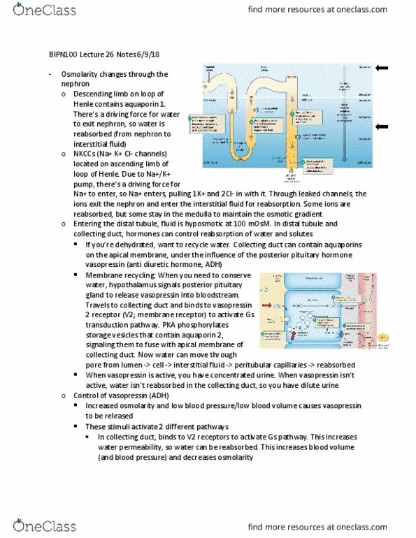 BIPN 100 Lecture Notes - Lecture 26: Macula Densa, Vascular Resistance, Arteriole thumbnail