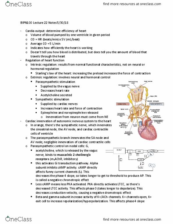 BIPN 100 Lecture Notes - Lecture 22: Adrenergic Receptor, Stroke Volume, Inotrope thumbnail