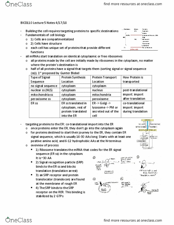 BICD 110 Lecture Notes - Lecture 5: Insulin Receptor, George Emil Palade, Amylase thumbnail