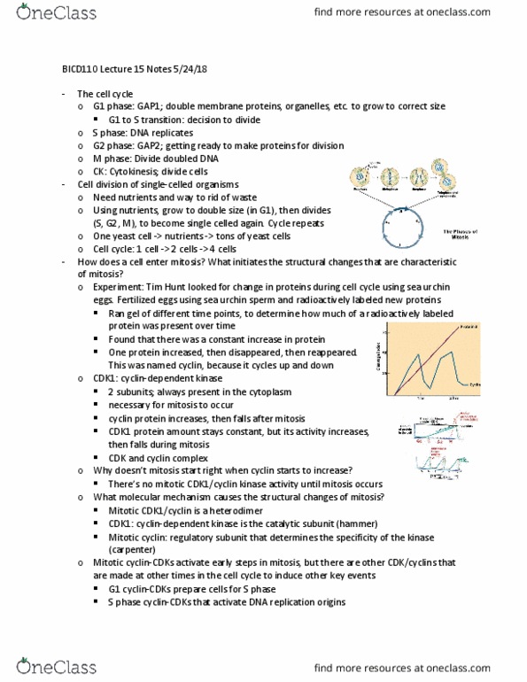 BICD 110 Lecture Notes - Lecture 15: Cytoskeleton, Cardiac Muscle, Embryonic Stem Cell thumbnail