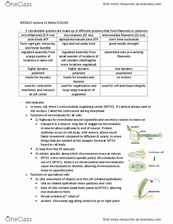BICD 110 Lecture Notes - Lecture 11: Gtpase, Paclitaxel, Hydrolysis thumbnail