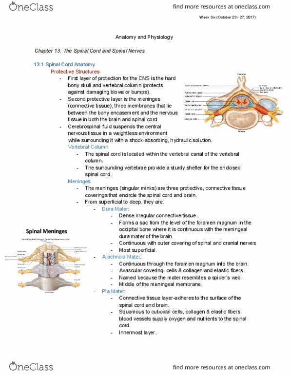 NURS 1750 Lecture Notes - Lecture 5: List Of Lumbar Nerves, Cardiac Muscle, Multiple Sclerosis thumbnail