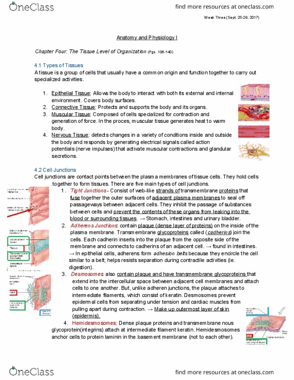 NURS 1750 Lecture Notes - Lecture 3: Perichondrium, Merocrine, Proteoglycan thumbnail