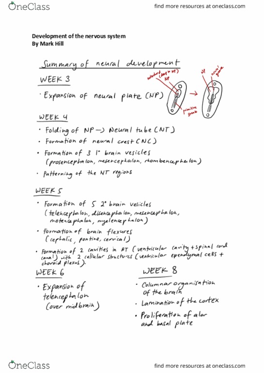 MFAC1521 Lecture Notes - Lecture 35: Melanocyte, Neuroglia, Neural Crest thumbnail