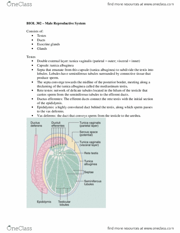 BIOL302 Lecture Notes - Efferent Ducts, Seminiferous Tubule, Simple Columnar Epithelium thumbnail