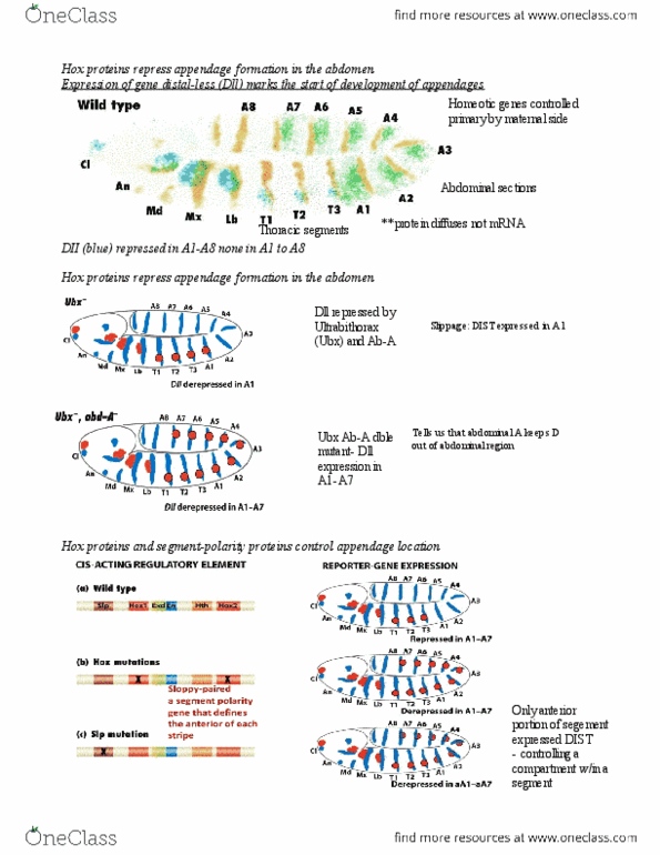 BIOL 205 Lecture Notes - Gtpase, Ultrabithorax, Prokaryotic Small Ribosomal Subunit thumbnail